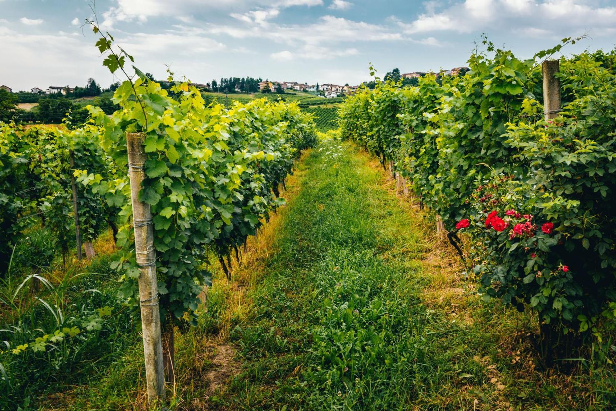 Agriturismo Dacapo 阿利亚诺泰尔梅 外观 照片